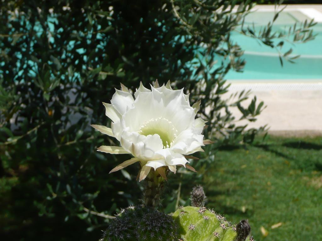B&B Le Caselle Il Baraccotto Lucignano Esterno foto