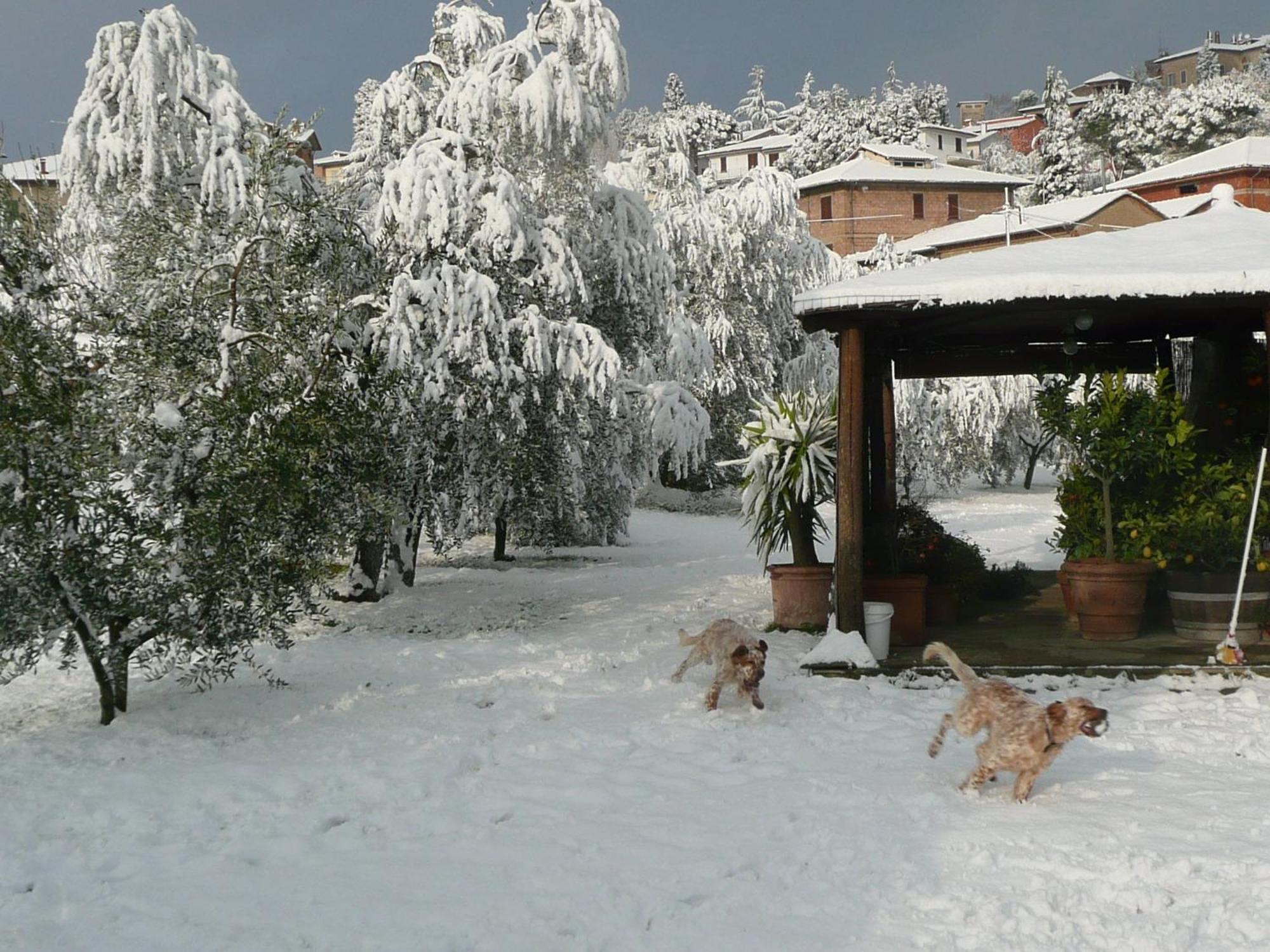 B&B Le Caselle Il Baraccotto Lucignano Esterno foto